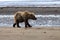 Brown Bear in Alaska