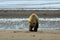 Brown Bear in Alaska