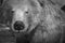 Brown bear in Alaska in black and white