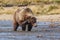 Brown bear at Alaska Katmai