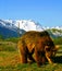 Brown bear at Alaska Wildlife Conservation Center