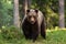 Brown bear approaching