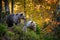 Brown bear in autumn forest