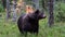 Brown bear in the autumn forest.