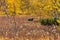 A brown bear in the autumn meadow