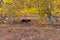 A brown bear in the autumn meadow