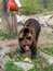 Brown bear in the aviary of Skansen Park