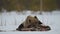 Brown bear awoke from hibernation, eats the moose`s corpse. Brown bear in the winter forest at night. Scientific name: Ursus
