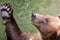 Brown bear begging for food