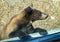 Brown bear behind the glass