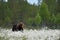 Brown bear in blooming cotton grass