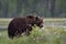 Brown bear in bog with blossoming grass