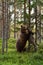 Brown bear breaks a tree.