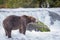 Brown Bear in Brooks River Alaska.