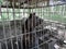 Brown bear in a cage of iron rods. Animal in captivity