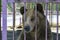 Brown bear in captivity. The bear stuck his face out of the cage.