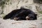 Brown bear in captivity in a zoo