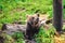 Brown Bear, Carpathian Mountains