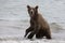 Brown bear catching fish in the lake