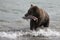 Brown bear catching fish in the lake