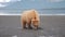 Brown bear clamming on tidal flats