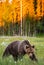 Brown bear in a clearing against the backdrop of a stunning forest with sunset. Orange paint treetops.