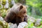 Brown bear - close encounter with a wild brown bear,