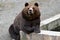 Brown bear - close encounter with a wild brown bear eating in the forest and mountains of the