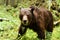 Brown bear at close in the forest