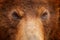 Brown bear, close-up detail eye portrait. Brown fur coat, danger animal. Wildlife nature. Fixed look, animal muzzle with eyes. Big