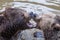 Brown bear couple cuddling in water. Two brown bears play in the water.