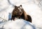 brown bear covered with snow lying in the National Park Bavarian Forest