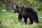 Brown bear crossing stream and stepping into water with paw in summer forest