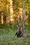 Brown bear cub chewing dry snag branch