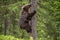 Brown bear cub climbs a pine tree.