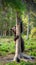 Brown bear cub climbs a pine tree.