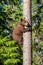 Brown bear cub climbs a pine tree. Natural habitat. Summer forest. Scientific name: Ursus arctos