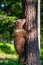 Brown bear cub climbs a pine tree. Natural habitat. Summer forest. Scientific name: Ursus arctos