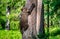 Brown bear cub climbs a tree.