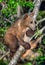 Brown bear cub climbs a tree. Natural habitat.