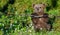 Brown Bear Cub play with birch branch in summer forest among white flowers.
