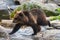 Brown bear cub at Skansen open air museum