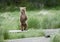 Brown bear cub standing