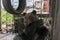 Brown bear cub Ursus arctos sits in a cage on automobile tires.