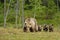 brown bear cubs pictures