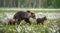 Brown bear cubs with she bear in the summer forest on the bog among white flowers.