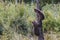 Brown bear cubs climbs a tree in Transylvania