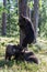 Brown bear cubs in Finland forest