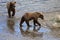 Brown Bear Cubs in Katmai National Park and Preserve