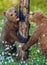 Brown Bear Cubs playfull in summer forest.